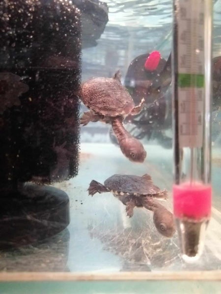 Snake Neck Turtles Carousel 6