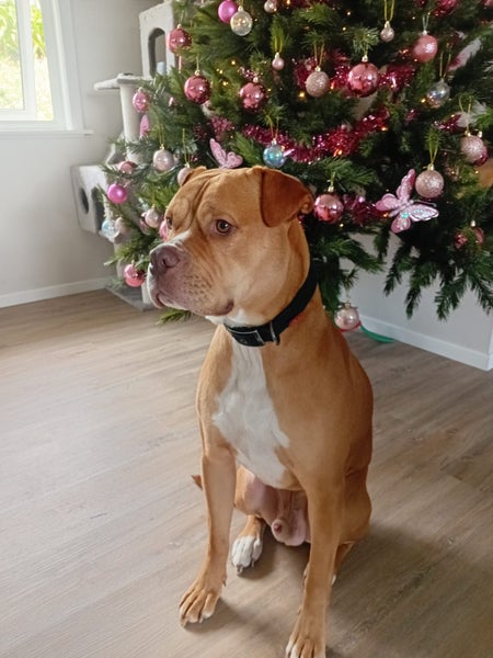 2yr old Amercan Bulldog/Staffy Male- Loki Carousel 1
