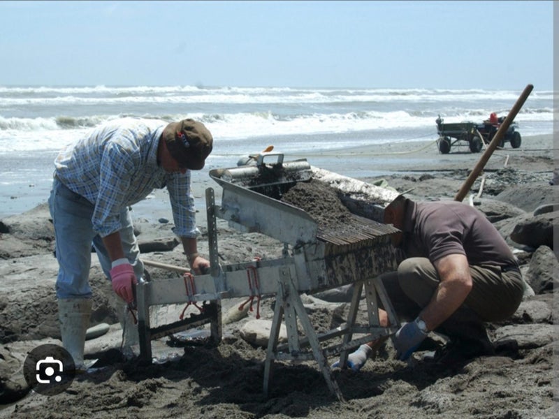 GOLD CLAIM blacksand beach Westcoast Carousel 7