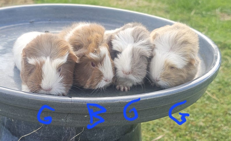 Fluffy ginniepigs Carousel 1