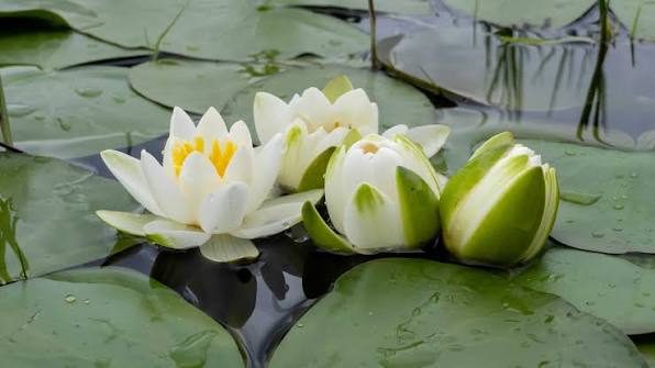 Water Lilly - Nymphaea Carousel 1