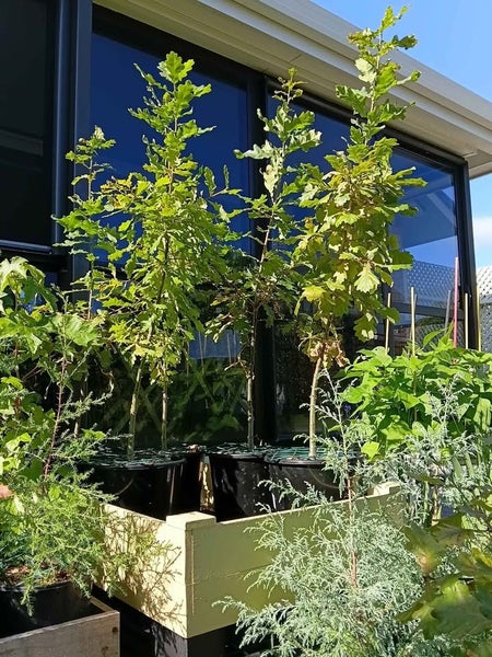 English Oak tree sapling (Quercus Robur) Carousel 3