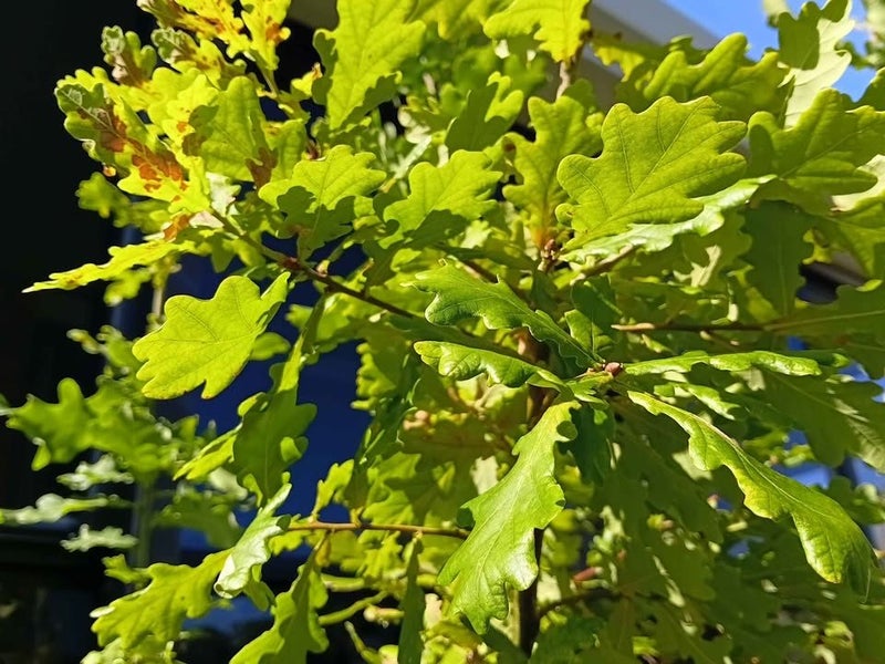 English Oak tree sapling (Quercus Robur) Carousel 2