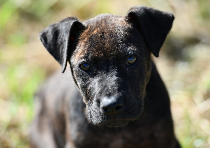 Dior - JDC Rescue Carousel 1