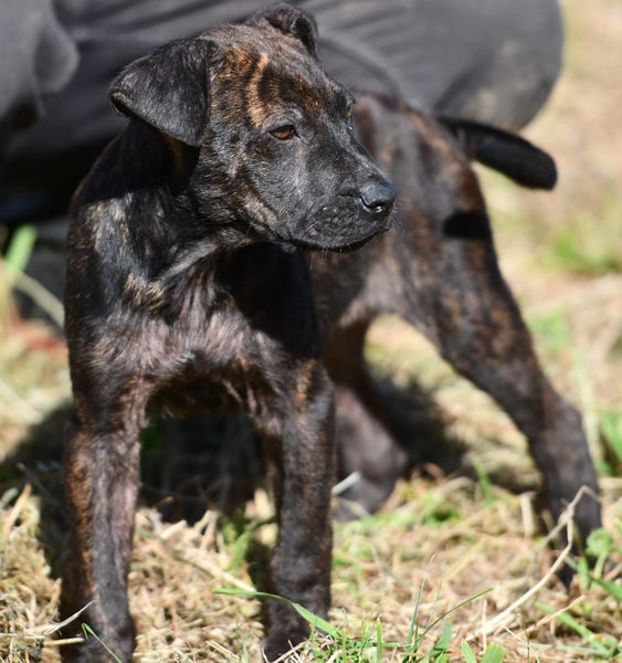 Dior - JDC Rescue Carousel 2