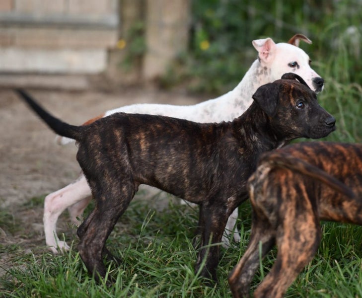 Dior - JDC Rescue Carousel 3