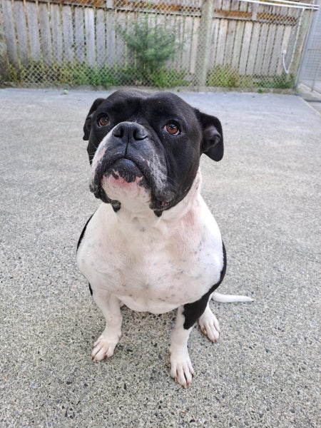 Steve - American Bulldog x Carousel 2