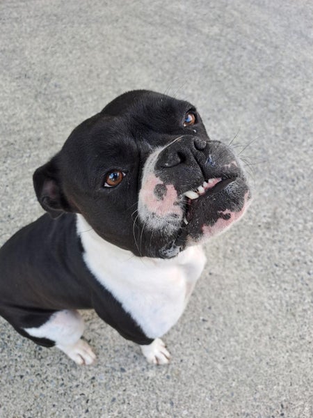 Steve - American Bulldog x Carousel 1