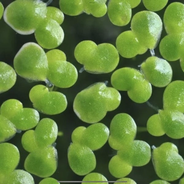 Lemna Minor - Duckweed Carousel 1