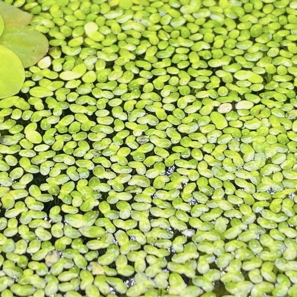 Lemna Minor - Duckweed Carousel 2