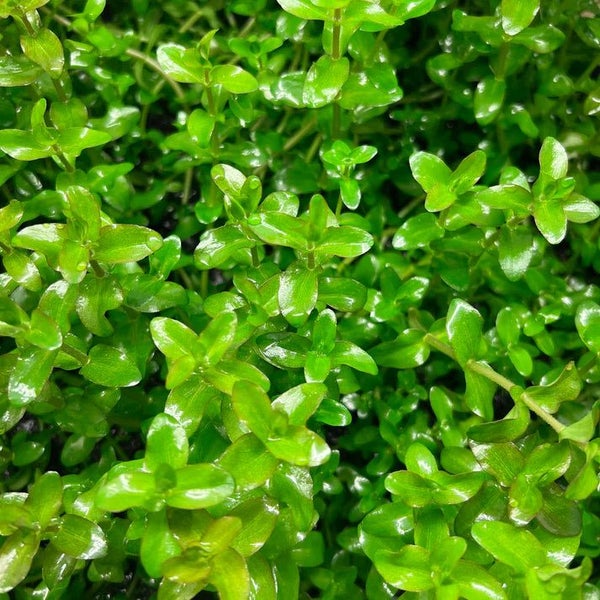 Bacopa caroliniana Carousel 1
