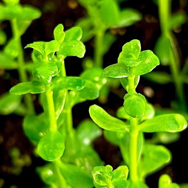 Bacopa monnieri 'Compact' Carousel 1