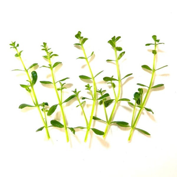 Bacopa monnieri 'Compact' Carousel 2