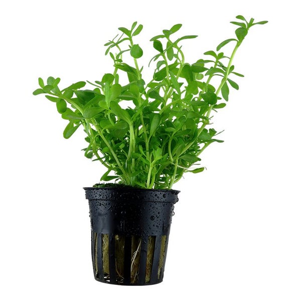Bacopa monnieri 'Compact' Carousel 3
