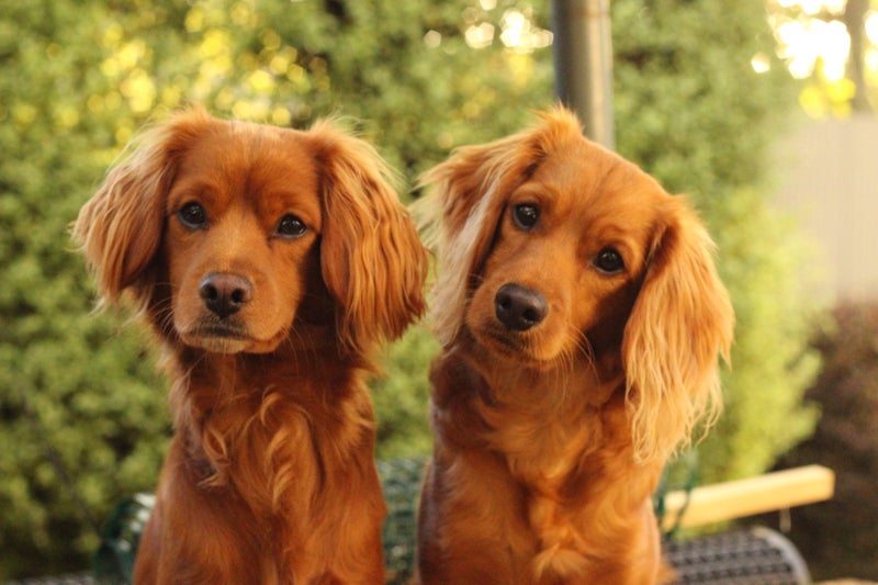 Boadie & Cooper Carousel 1