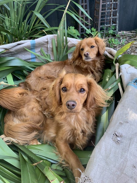 Boadie & Cooper Carousel 2