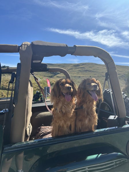 Boadie & Cooper Carousel 7