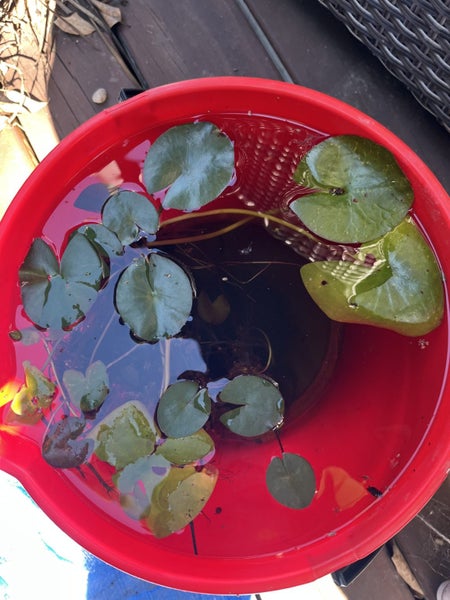 Fibreglass Pond Carousel 2