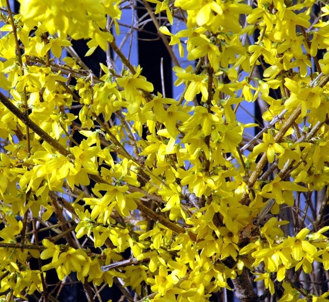 Forsythia bright yellow spring flowers Carousel 1