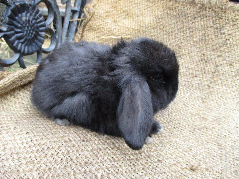 Mini Lop Rabbits Carousel 1