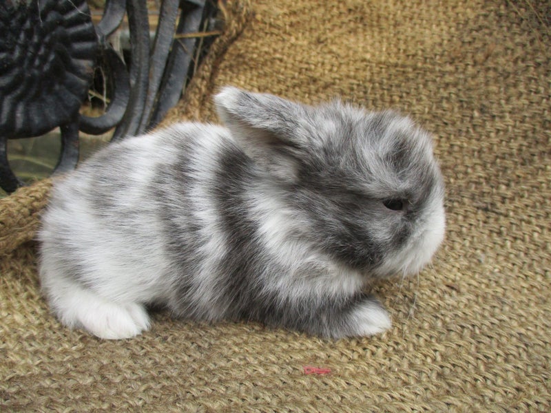 Mini Lop Rabbits Carousel 2