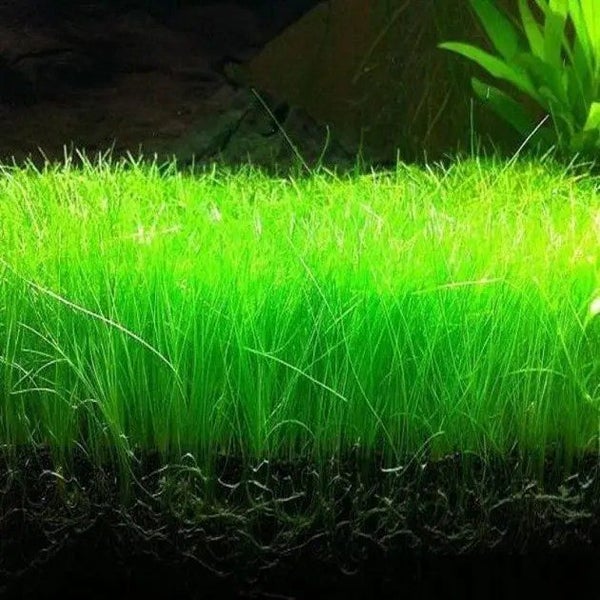 Eleocharis Acicularis (Hair Grass) Carousel 1