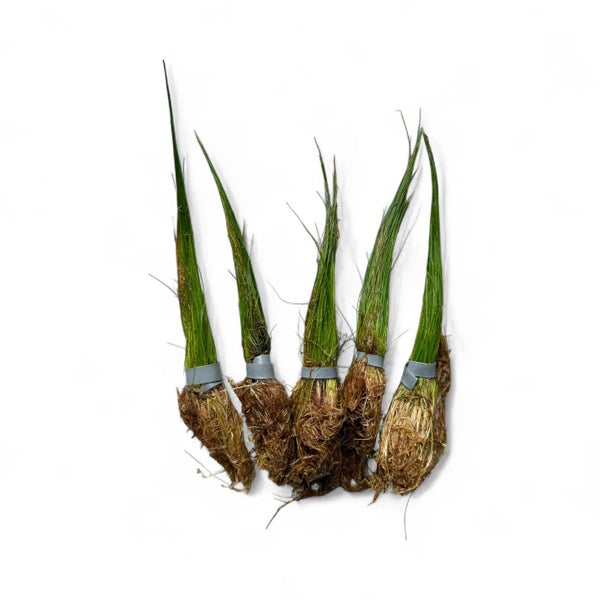 Eleocharis Acicularis (Hair Grass) Carousel 2