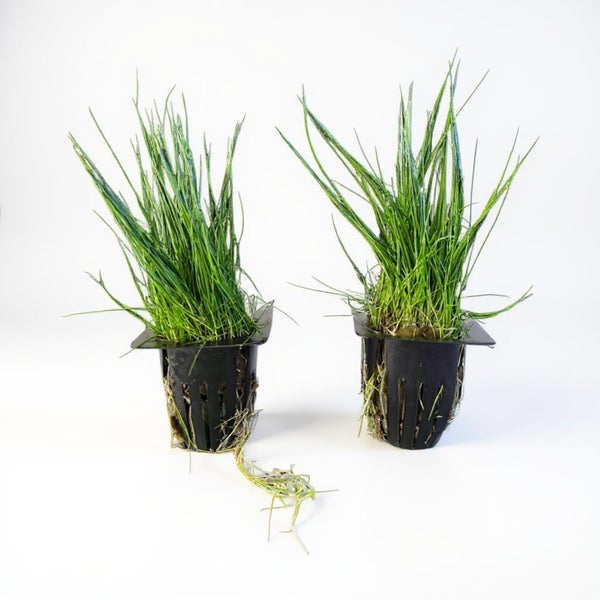 Eleocharis Acicularis (Hair Grass) Carousel 3
