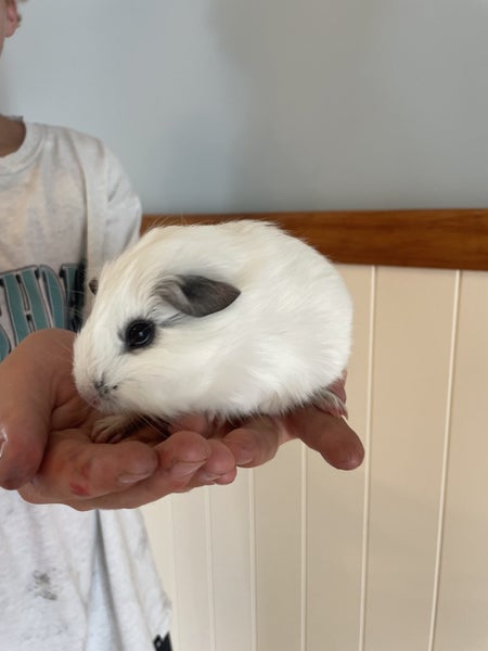 Little Guinea pigs Carousel 2