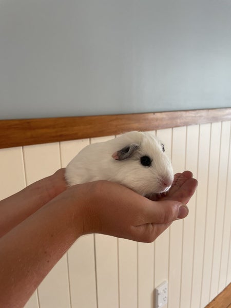 Little Guinea pigs Carousel 1