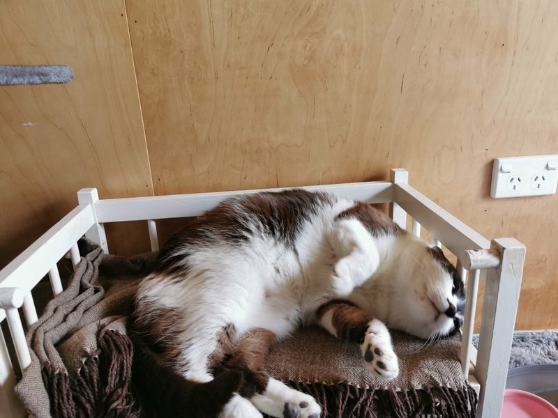 BLUE AVAILABLE TO ADOPT - PET WHISPERER RESCUE Carousel 1