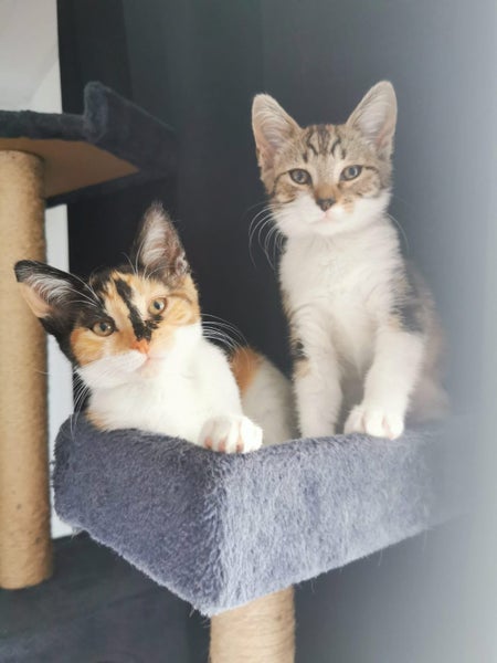 PANCAKES & WAFFLES AVAILABLE TO ADOPT - PET WHISPERER RESCUE Carousel 1