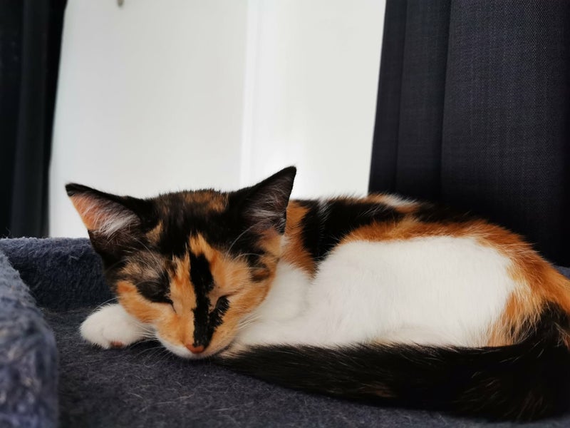 PANCAKES & WAFFLES AVAILABLE TO ADOPT - PET WHISPERER RESCUE Carousel 5