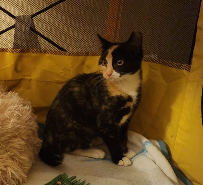 IVY AVAILABLE TO ADOPT - PET WHISPERER RESCUE Carousel 4