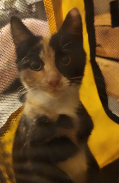 IVY AVAILABLE TO ADOPT - PET WHISPERER RESCUE Carousel 2