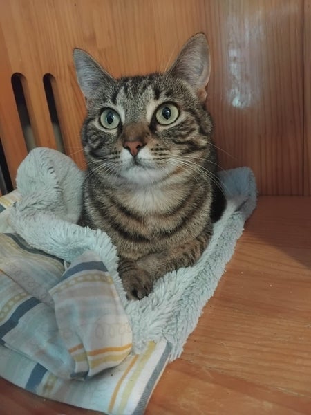 DAISY AVAILABLE TO ADOPT - PET WHISPERER RESCUE Carousel 5