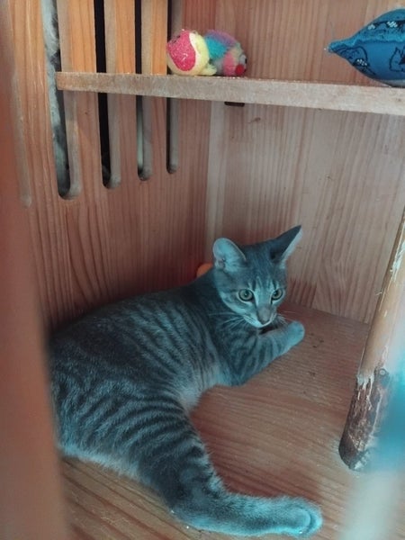 TOM AVAILABLE TO ADOPT - PET WHISPERER RESCUE Carousel 6