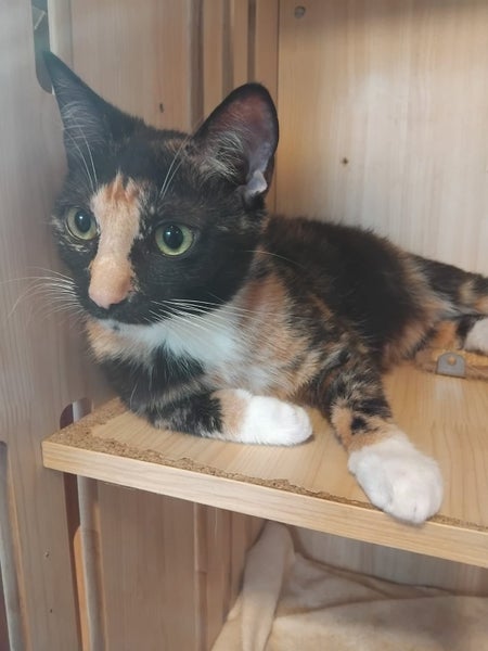 ANGEL AVAILABLE TO ADOPT - PET WHISPERER RESCUE Carousel 1