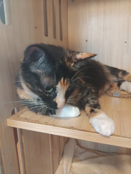 ANGEL AVAILABLE TO ADOPT - PET WHISPERER RESCUE Carousel 2