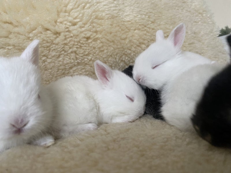 Baby rabbits for sale Carousel 2