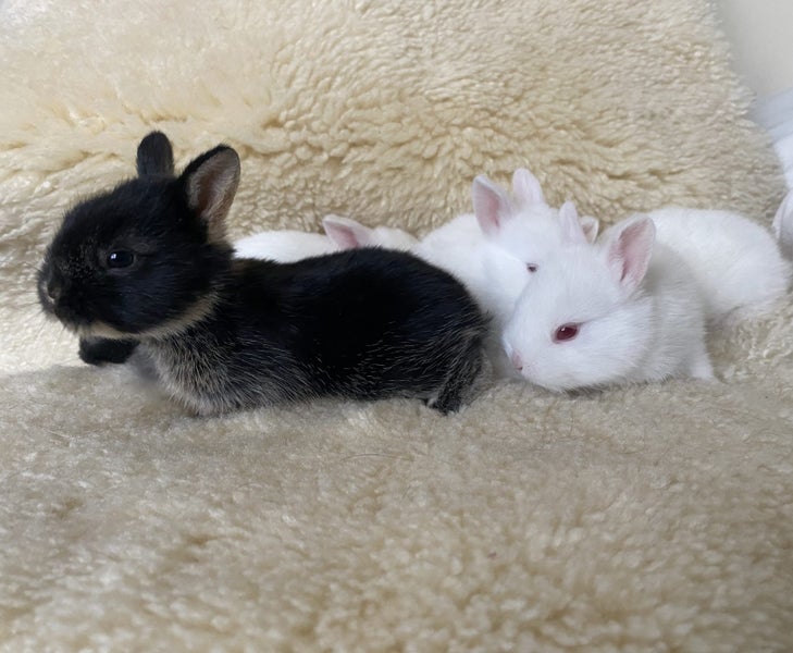 Baby rabbits for sale Carousel 1