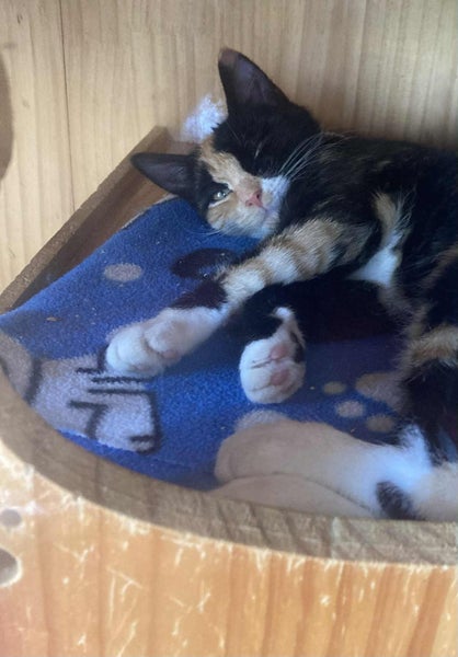 IVY AVAILABLE TO ADOPT - PET WHISPERER RESCUE Carousel 1