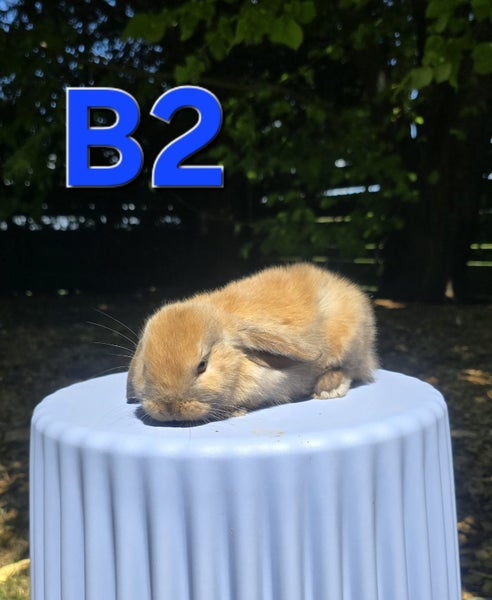 Mini Lop Kits Carousel 2