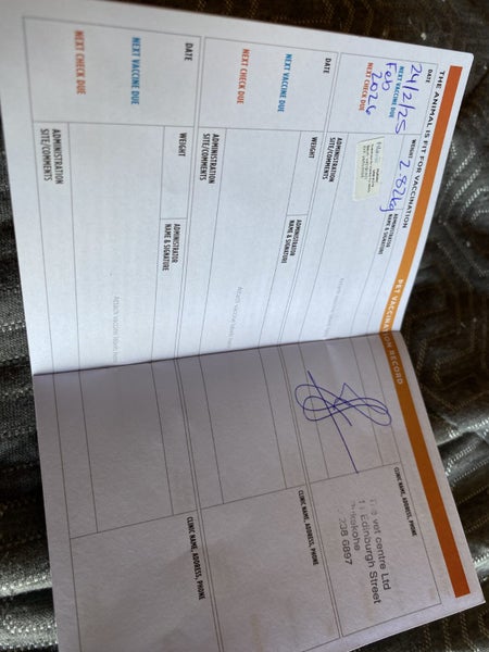 Purebred mini lop bunnies Carousel 1