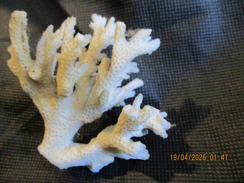 Piece of natural coral Carousel 2