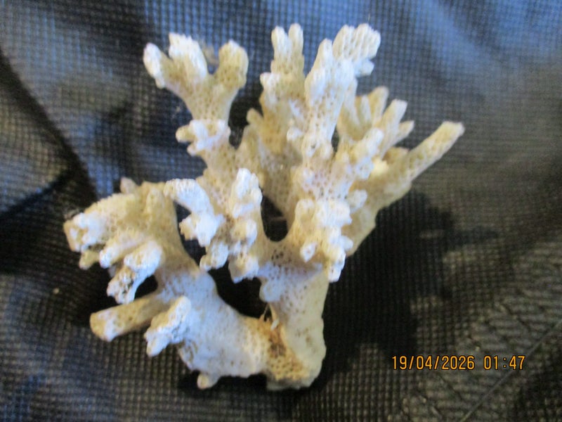 Piece of natural coral Carousel 1