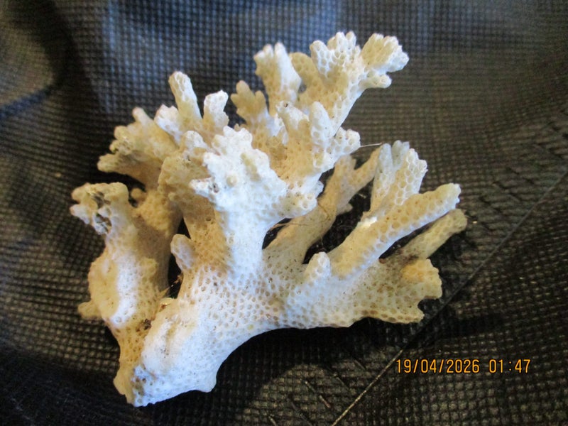 Piece of natural coral Carousel 5