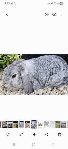 2 rabbits Carousel 2