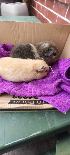 Rex Guinea pigs Carousel 2