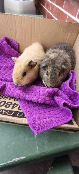 Rex Guinea pigs Carousel 1
